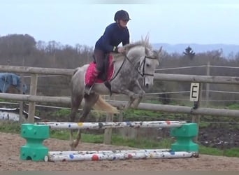 Altre razze, Giumenta, 4 Anni, 156 cm, Grigio