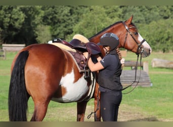 Altre razze Mix, Giumenta, 4 Anni, 156 cm, Overo-tutti i colori