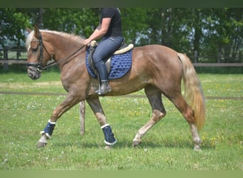 Altre razze, Giumenta, 4 Anni, 157 cm, Palomino