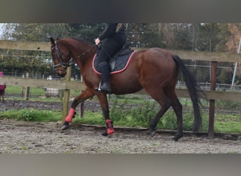 Altre razze, Giumenta, 4 Anni, 159 cm, Baio scuro