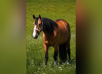 Altre razze, Giumenta, 4 Anni, 160 cm