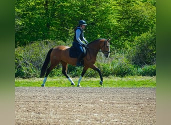 Altre razze, Giumenta, 4 Anni, 160 cm