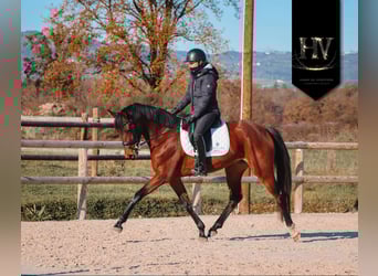 Altre razze, Giumenta, 4 Anni, 163 cm, Baio