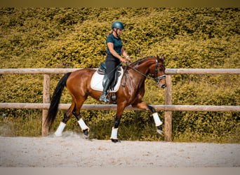 Altre razze, Giumenta, 4 Anni, 163 cm, Baio