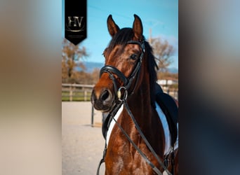 Altre razze, Giumenta, 4 Anni, 163 cm, Baio