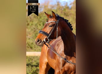 Altre razze, Giumenta, 4 Anni, 163 cm, Baio