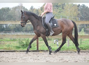 Altre razze, Giumenta, 4 Anni, 163 cm, Baio