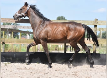 Altre razze, Giumenta, 4 Anni, 163 cm, Baio ciliegia