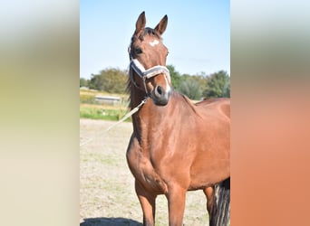 Altre razze, Giumenta, 4 Anni, 163 cm, Baio ciliegia