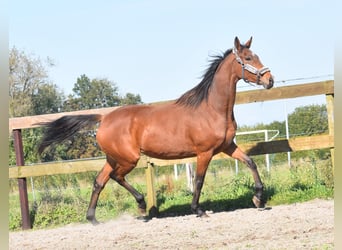 Altre razze, Giumenta, 4 Anni, 163 cm, Baio ciliegia