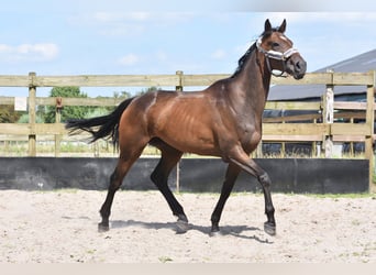 Altre razze, Giumenta, 4 Anni, 163 cm, Baio scuro