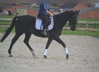 Altre razze, Giumenta, 4 Anni, 165 cm