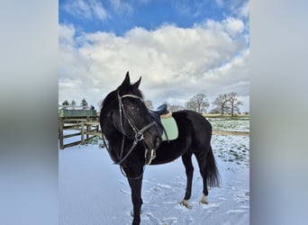 Altre razze, Giumenta, 4 Anni, 165 cm, Morello