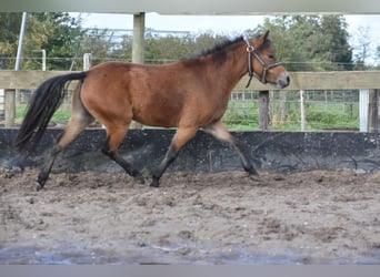Altre razze, Giumenta, 5 Anni, 115 cm, Baio scuro