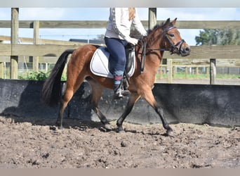 Altre razze, Giumenta, 5 Anni, 115 cm, Baio scuro