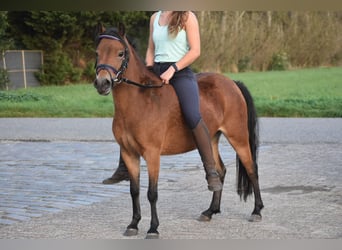 Altre razze, Giumenta, 5 Anni, 115 cm, Baio scuro