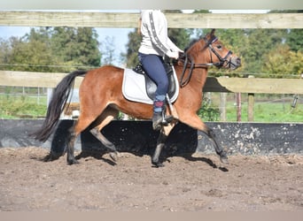 Altre razze, Giumenta, 5 Anni, 115 cm, Baio scuro