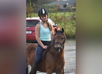 Altre razze, Giumenta, 5 Anni, 115 cm, Baio scuro