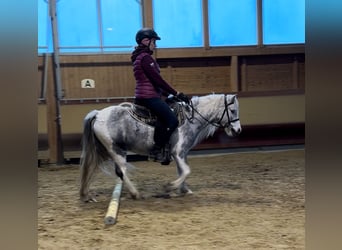 Altre razze, Giumenta, 5 Anni, 126 cm, Pezzato