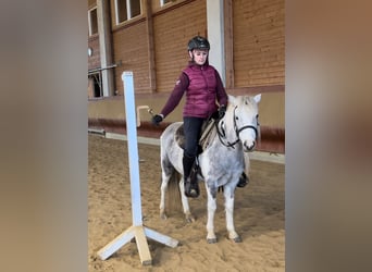 Altre razze, Giumenta, 5 Anni, 126 cm, Pezzato