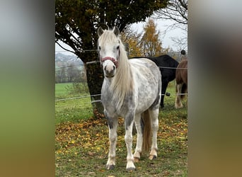 Altre razze, Giumenta, 5 Anni, 126 cm, Pezzato