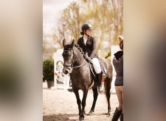 Altre razze, Giumenta, 5 Anni, 139 cm, Grigio pezzato