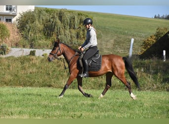 Altre razze Mix, Giumenta, 5 Anni, 141 cm, Baio