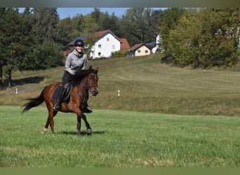 Altre razze Mix, Giumenta, 5 Anni, 141 cm, Baio