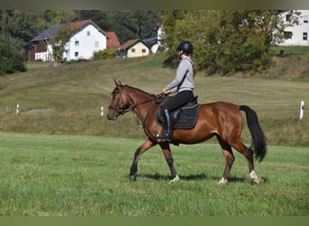 Altre razze Mix, Giumenta, 5 Anni, 141 cm, Baio