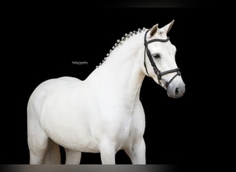 Altre razze, Giumenta, 5 Anni, 145 cm
