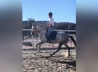 Altre razze, Giumenta, 5 Anni, 146 cm, Grigio