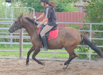 Altre razze, Giumenta, 5 Anni, 147 cm, Baio nero