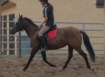 Altre razze, Giumenta, 5 Anni, 147 cm, Baio nero