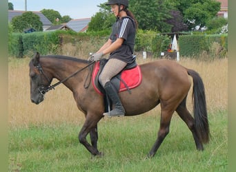 Altre razze, Giumenta, 5 Anni, 147 cm, Baio nero