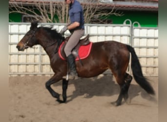 Altre razze, Giumenta, 5 Anni, 148 cm, Baio scuro