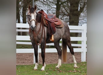 Altre razze Mix, Giumenta, 5 Anni, 150 cm, Falbo baio