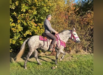 Altre razze, Giumenta, 5 Anni, 150 cm, Grigio pezzato