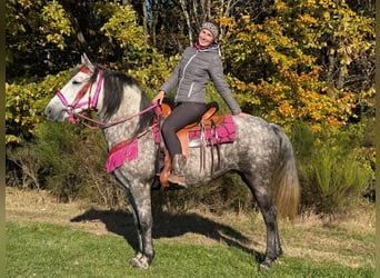 Altre razze, Giumenta, 5 Anni, 150 cm, Grigio pezzato