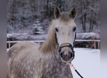 Altre razze, Giumenta, 5 Anni, 152 cm, Grigio pezzato