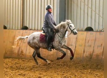 Altre razze, Giumenta, 5 Anni, 152 cm, Grigio pezzato