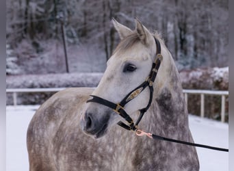 Altre razze, Giumenta, 5 Anni, 152 cm, Grigio pezzato