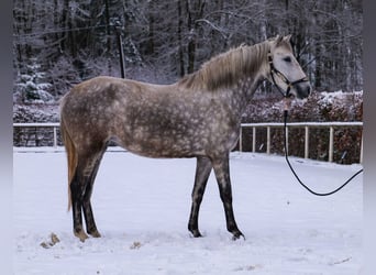 Altre razze, Giumenta, 5 Anni, 152 cm, Grigio pezzato