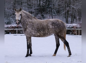 Altre razze, Giumenta, 5 Anni, 152 cm, Grigio pezzato