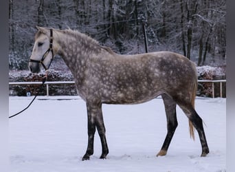 Altre razze, Giumenta, 5 Anni, 152 cm, Grigio pezzato