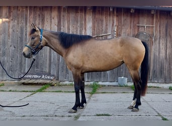 Altre razze Mix, Giumenta, 5 Anni, 153 cm, Falbo