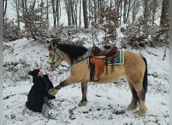 Altre razze, Giumenta, 5 Anni, 154 cm