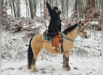 Altre razze, Giumenta, 5 Anni, 154 cm