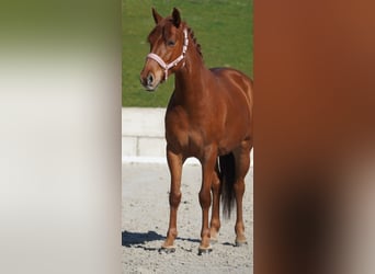 Altre razze, Giumenta, 5 Anni, 154 cm, Sauro