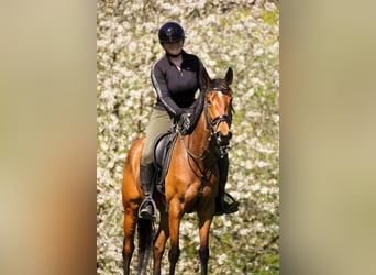 Altre razze, Giumenta, 5 Anni, 155 cm, Baio
