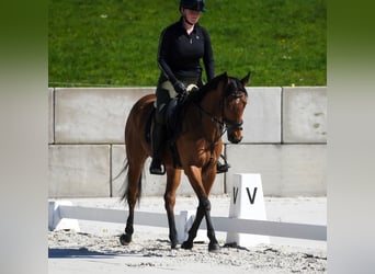 Altre razze, Giumenta, 5 Anni, 155 cm, Baio